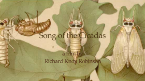 Song of the Circadas